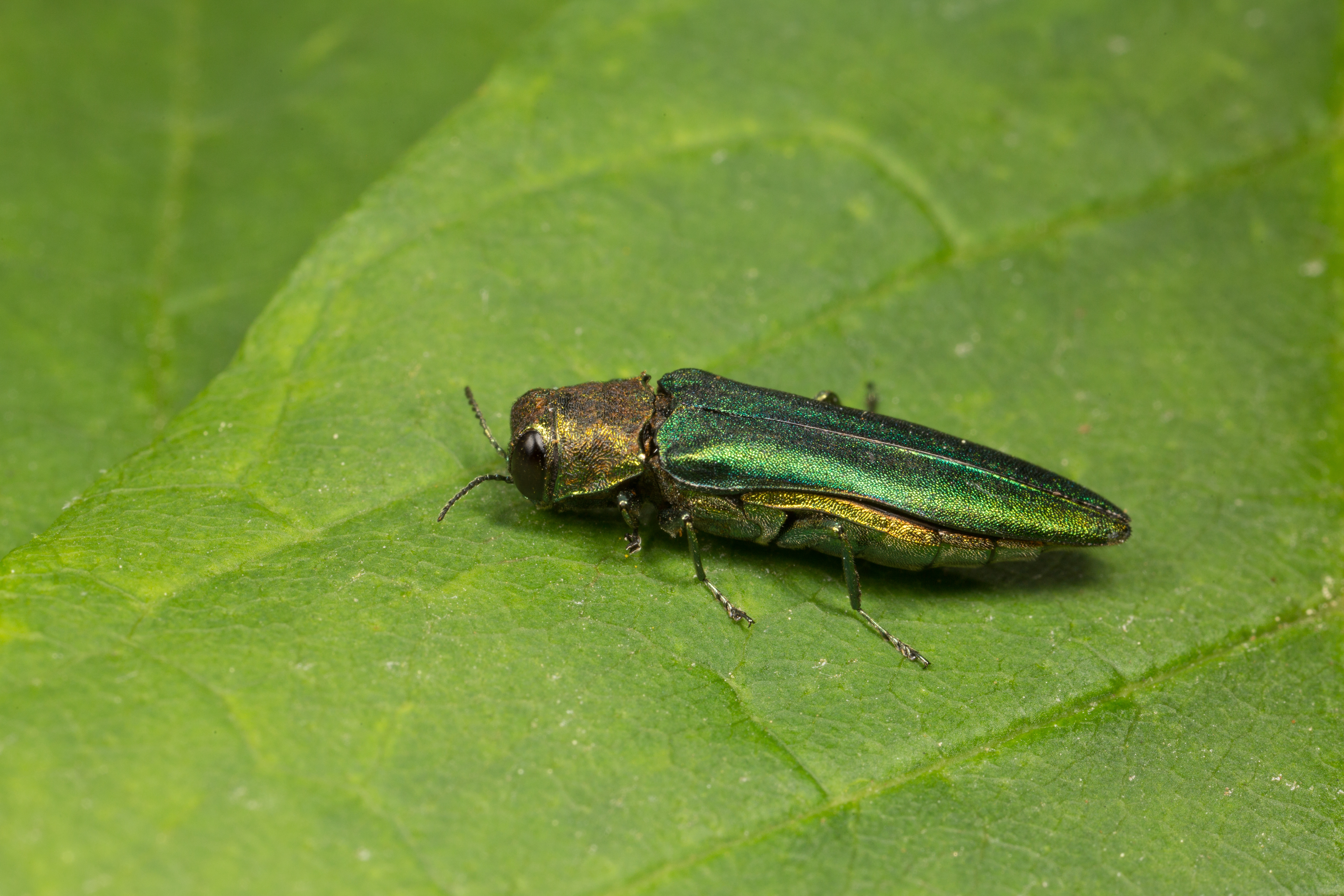 emerald ash borer on leaf