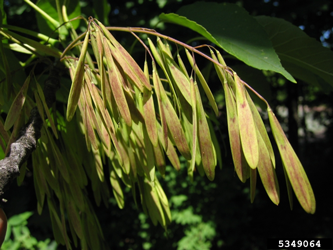 white ash seed