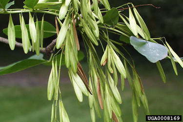 green ash seeds